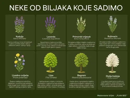 PlanBEE_03_medonosne-biljke.webp